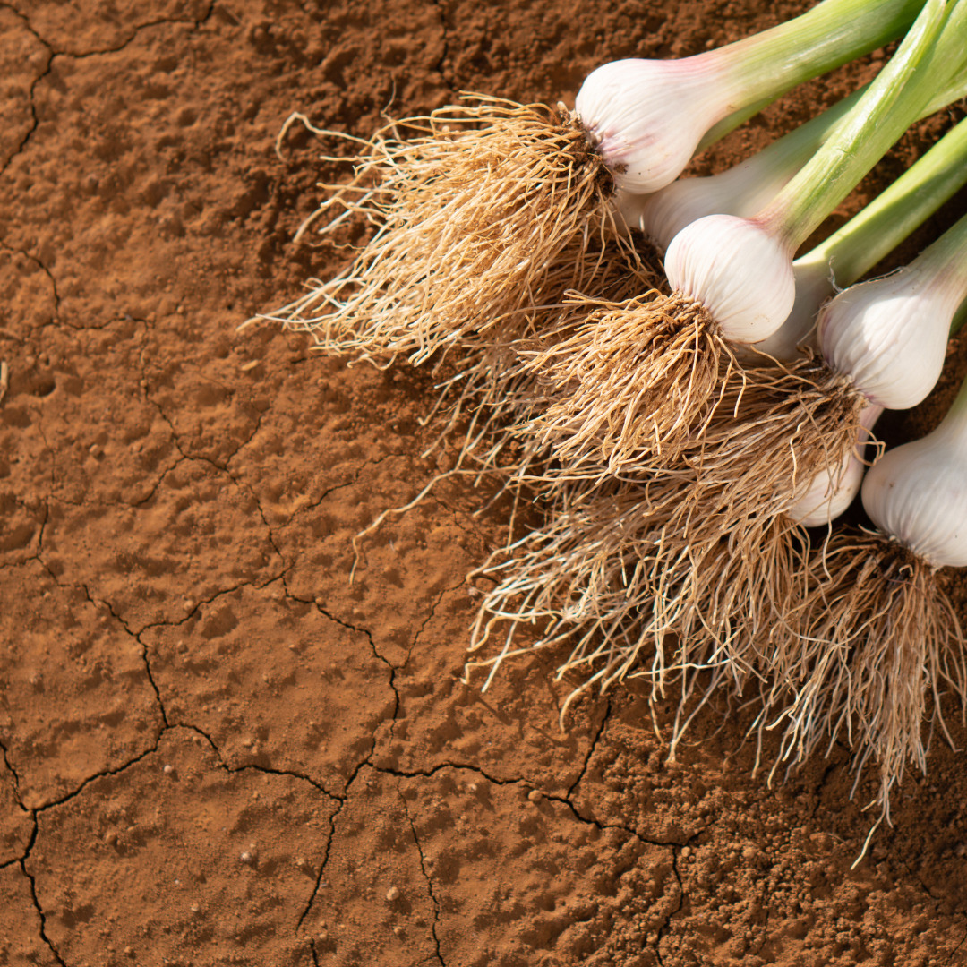 Sem nome (10 x 5 cm) (4).jpg